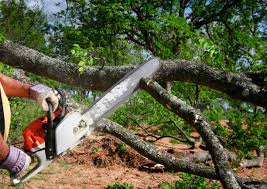 How Our Tree Care Process Works  in  Kutztown University, PA