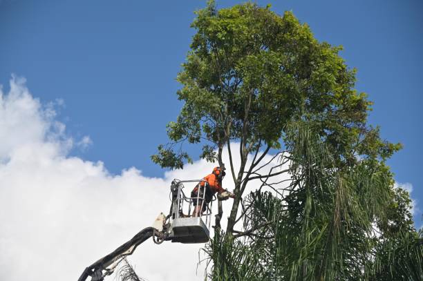 Trusted Kutztown University, PA Tree Care Experts